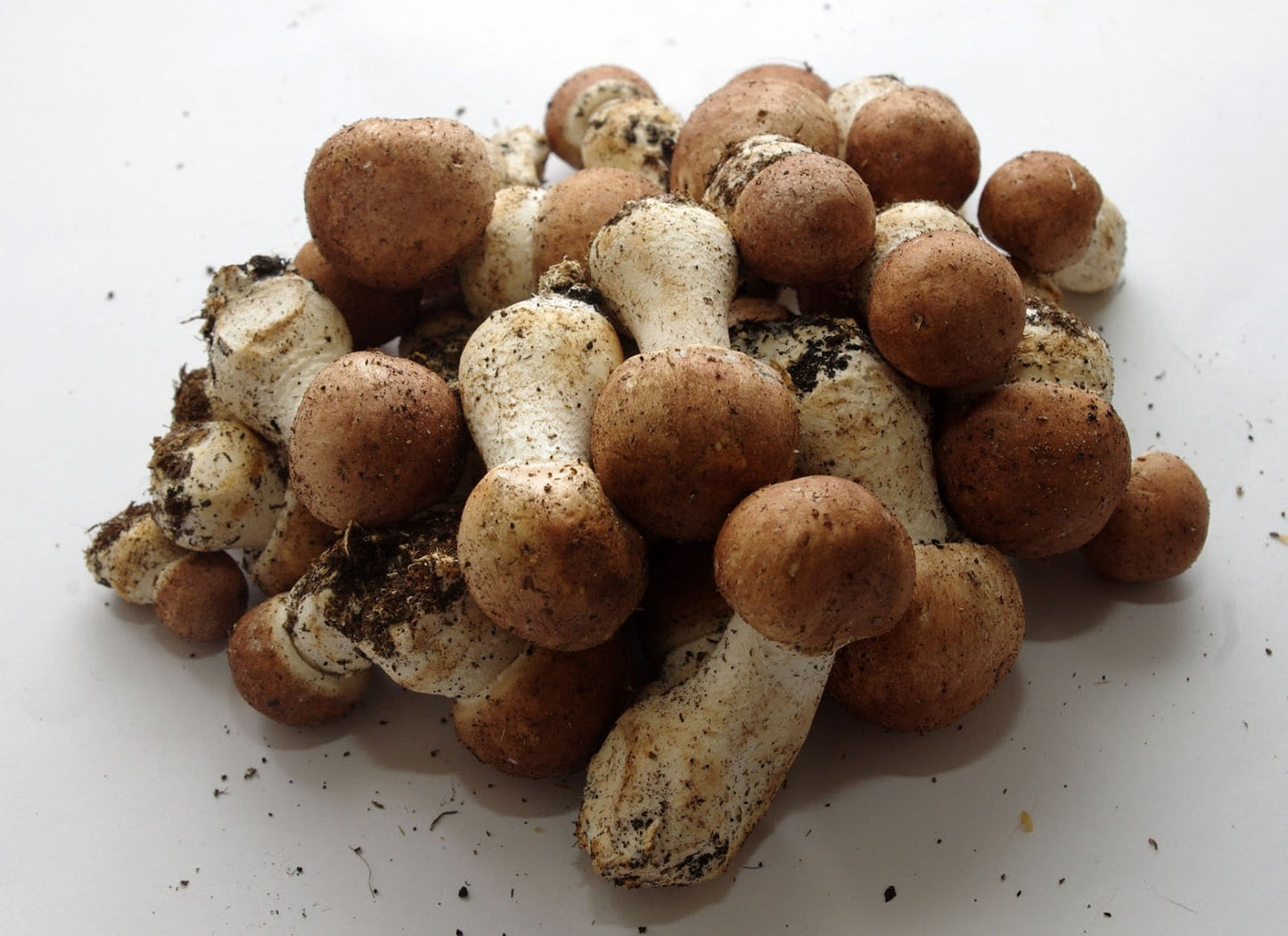Agaricus subrufescens | Sun Agaric