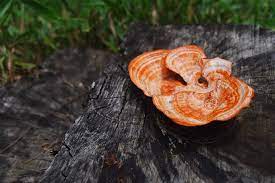 Antrodia camphorata | Taiwanofungus camphoratus | Stout Camphor Fungus