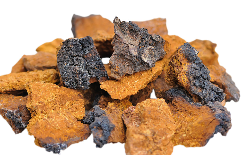 Inonotus obliquus | Pure Organic Chaga