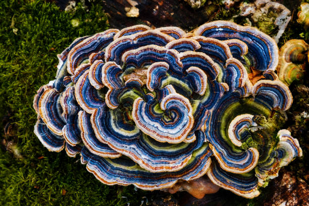 Coriolus versicolor | Turkey Tail