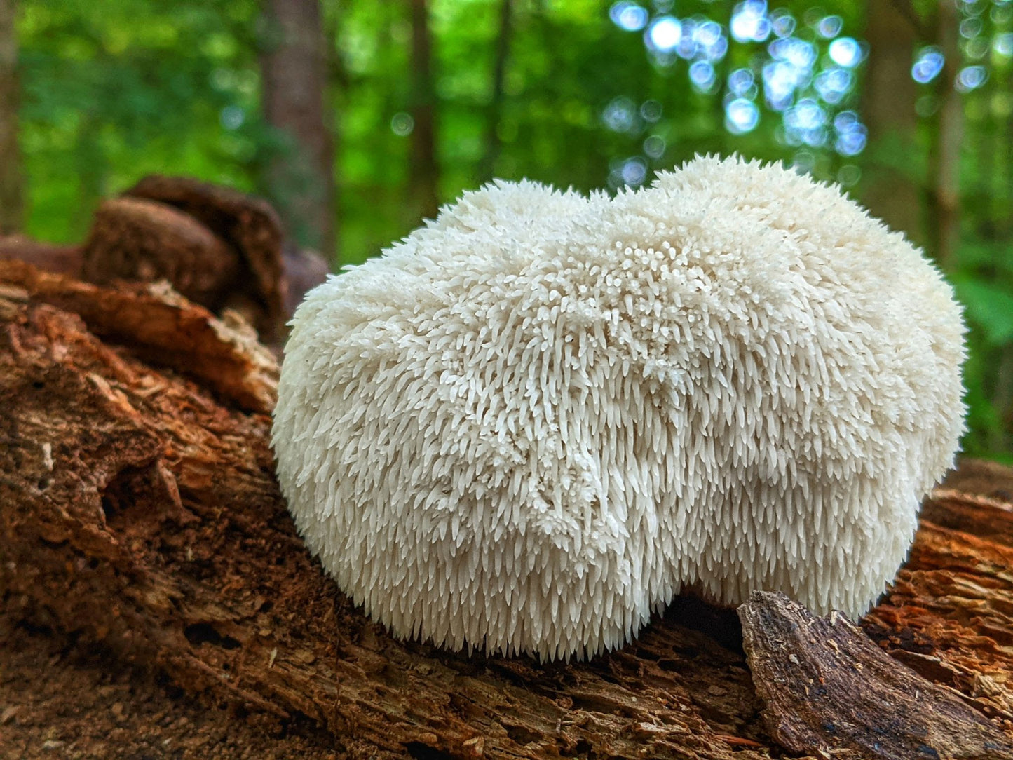 Hericium erinaceus | Lion's Mane