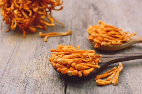 Armillaria mellea | Honey Mushroom