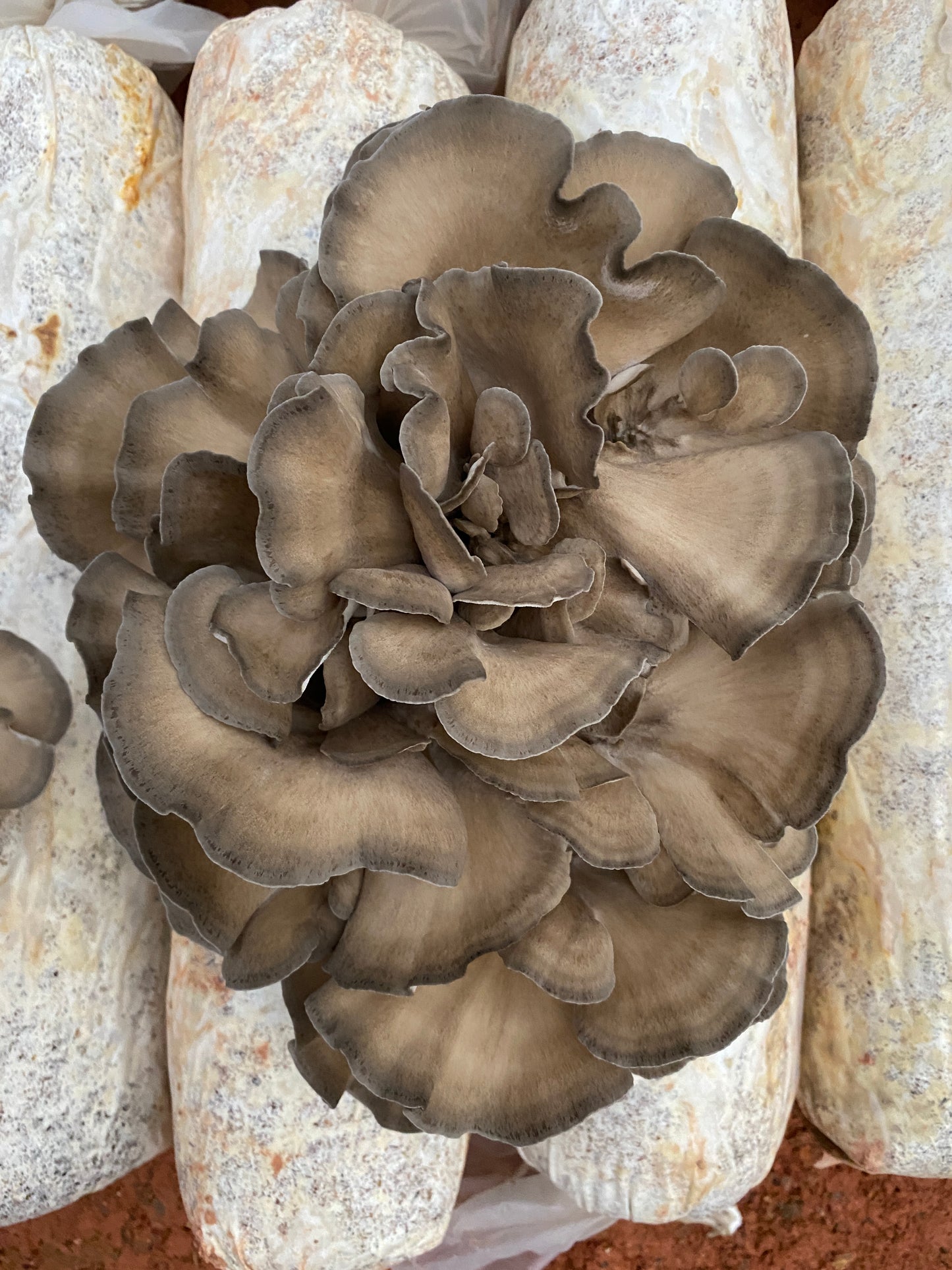 Maitake | Grifola frondosa | Hen of the Woods