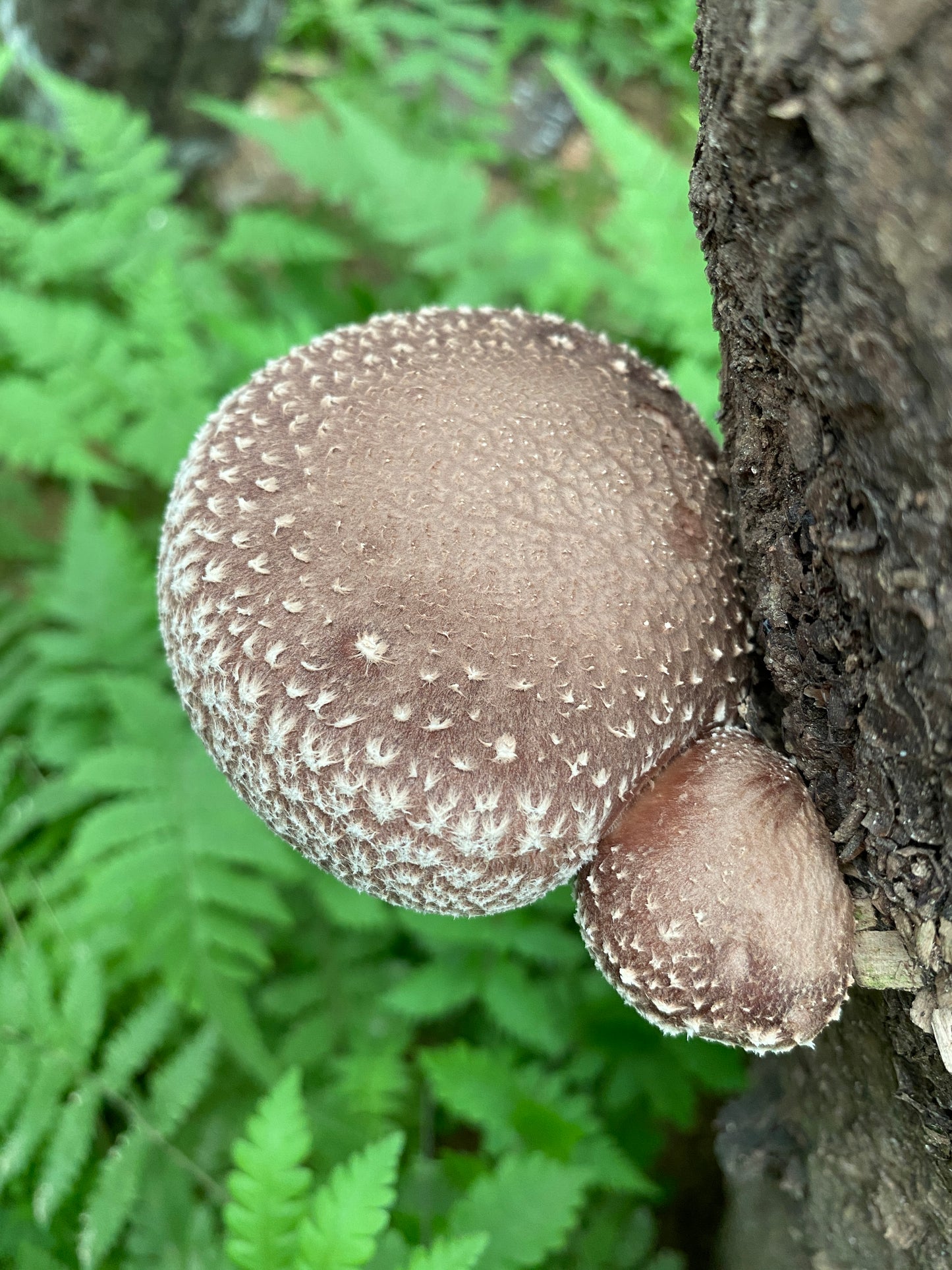Lentinus edodes | Xiang Gu | Shiitake