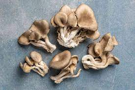 Pleurotus ostreatus | Hiratake | Oyster
