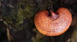 Ganoderma lucidum - Reishi