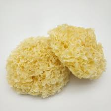 Tremmela fuciformis | Silver Ear | Snow Fungus
