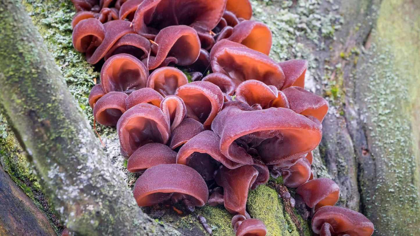 Auricularia auricula-judae | Wood Ear