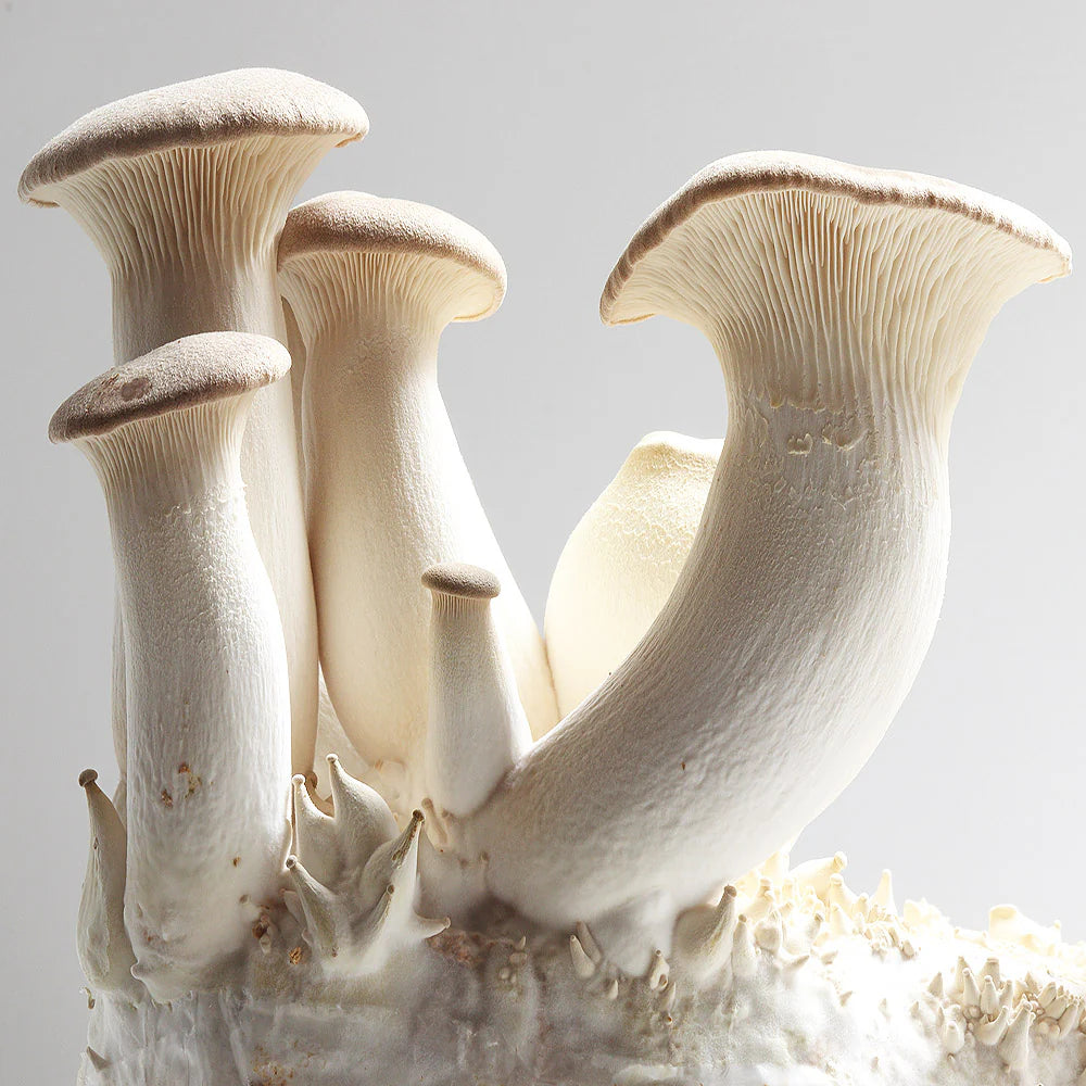 Pleurotus Eryngii - King oyster