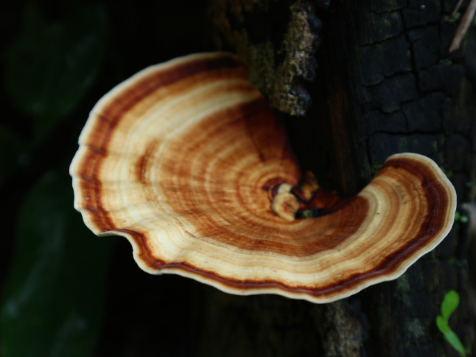 Lignosus rhinocerus | Tiger Milk Mushroom