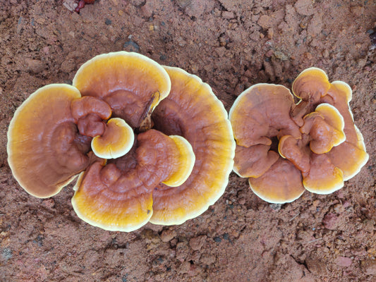 Ganoderma lucidum | Reishi