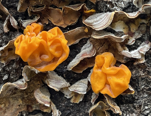 Naematellia aurantialba - Golden Ear