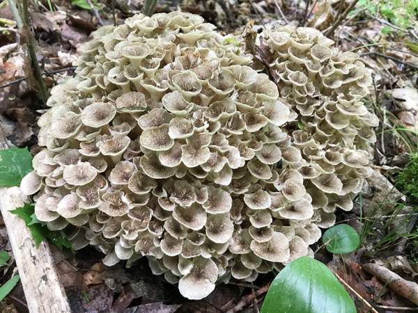 Polyporus umbellatus - umbrella polypore