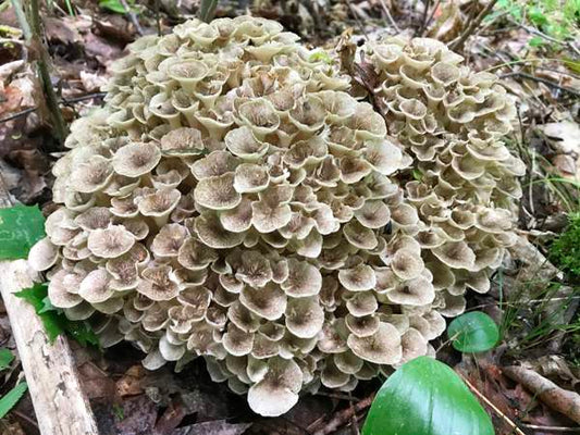 Polyporus umbellatus - umbrella polypore