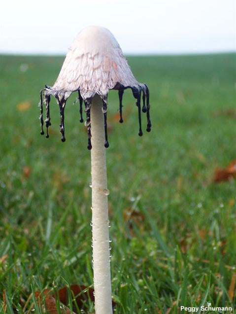 Coprinus comatus - Lawyers Wig