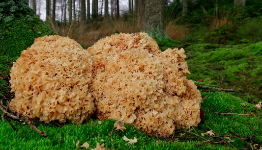 Sparassis crispa - Cauliflower fungus